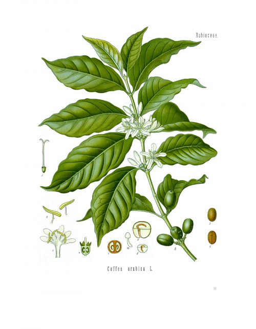 Ilustración botánica de una planta con semillas de Café Arábica